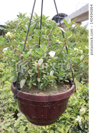 Moss rose purslane, Portulaca grandiflora, succulent flowering plant Moss rose purslane, Portulaca grandiflora, succulent flowering plant 140494864