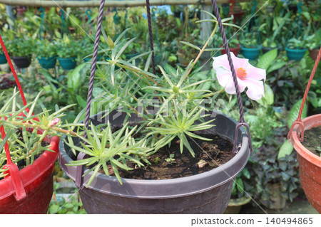Moss rose purslane, Portulaca grandiflora, succulent flowering plant 140494865