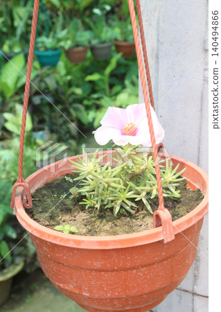 Moss rose purslane, Portulaca grandiflora, succulent flowering plant Moss rose purslane, Portulaca grandiflora, succulent flowering plant 140494866