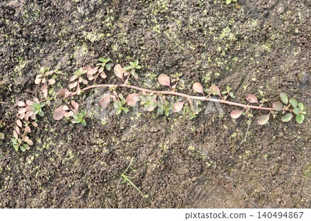 Moss rose purslane, Portulaca grandiflora, succulent flowering plant Moss rose purslane, Portulaca grandiflora, succulent flowering plant 140494867