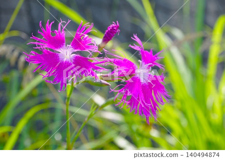 路邊盛開的紅色石竹花 路邊盛開的紅色石竹花 140494874