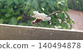 Close-up photo of a dragonfly perched on a railing: Insect ecology 140494878
