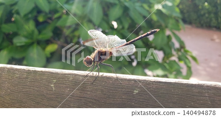 Close-up photo of a dragonfly perched on a railing: Insect ecology Close-up photo of a dragonfly perched on a railing: Insect ecology 140494878