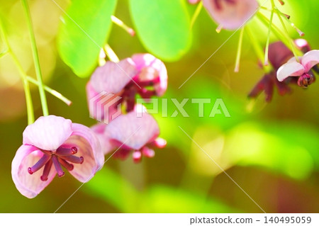 Soft spring sunlight and akebia flowers 140495059