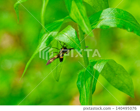 Mating of Canococa Mating of Canococa 140495076