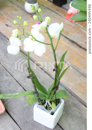 moth orchids, Phalaenopsis flower plant on pot moth orchids, Phalaenopsis flower plant on pot 140495498