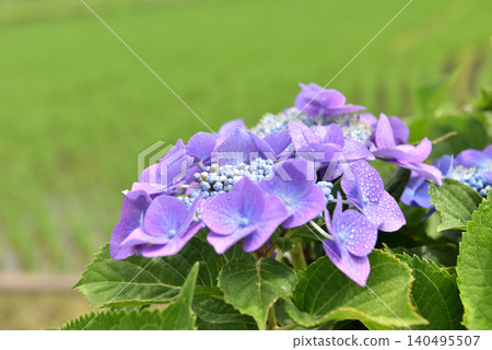 Hydrangea flower well matches the rice paddy field Hydrangea flower well matches the rice paddy field 140495507