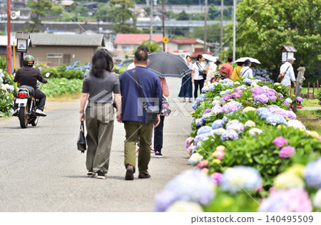 People walking along the rice paddy paths where hydrangeas are in bloom. People walking along the rice paddy paths where hydrangeas are in bloom. 140495509