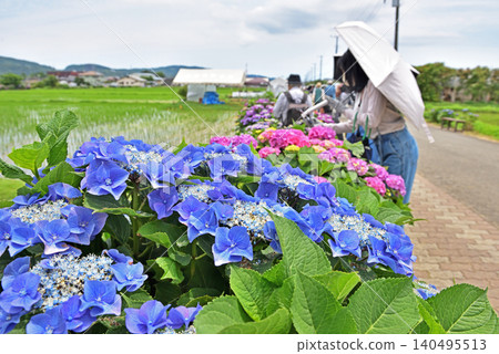 People taking photos on the rice paddy paths where hydrangeas are in bloom. People taking photos on the rice paddy paths where hydrangeas are in bloom. 140495513