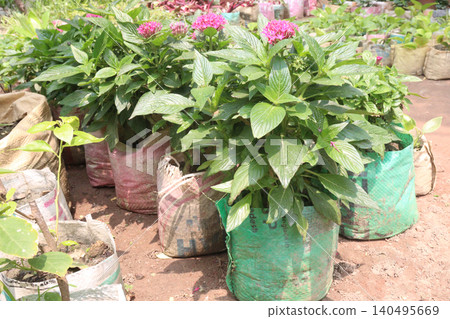 pentas lanceolata flower plant on nursery pentas lanceolata flower plant on nursery 140495669