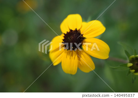 三裂葉金光菊(高尾)- 單朵花,微距拍攝 三裂葉金光菊(高尾)- 單朵花,微距拍攝 140495837