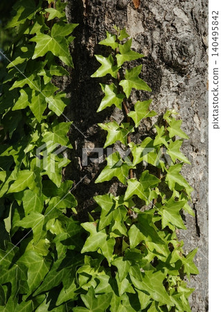 A vertical composition of ivy leaves densely clinging to a tree trunk. A vertical composition of ivy leaves densely clinging to a tree trunk. 140495842