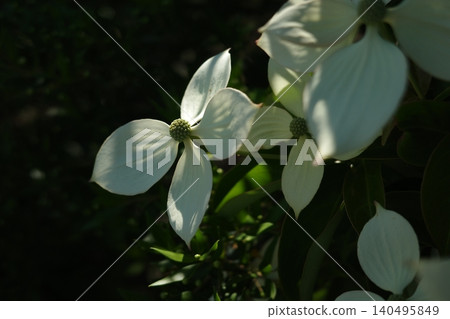 Dogwood flowers in the shade, bathed in sunlight 140495849
