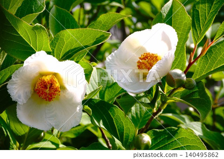 夏季盛開的白色山茶花 夏季盛開的白色山茶花 140495862