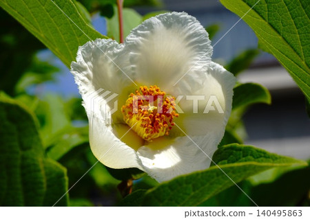 White summer camellia flowers that bloom in summer White summer camellia flowers that bloom in summer 140495863