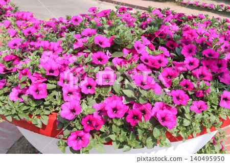Petunia axillaris flower plant on pot in nursery Petunia axillaris flower plant on pot in nursery 140495950