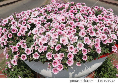 Petunia axillaris flower plant on pot in nursery Petunia axillaris flower plant on pot in nursery 140495952
