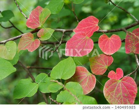 leaves of the Japanese holly leaves of the Japanese holly 140495985