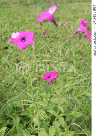 Petunia integrifolia, the violet petunia, violet flower petunia plant Petunia integrifolia, the violet petunia, violet flower petunia plant 140495994