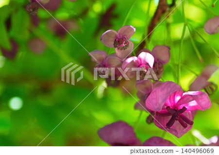 Akebia flower clusters shining in the spring sunlight Akebia flower clusters shining in the spring sunlight 140496069
