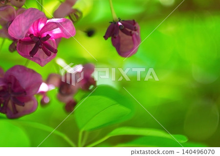 Copy space for fresh green leaves and akebi flowers Copy space for fresh green leaves and akebi flowers 140496070