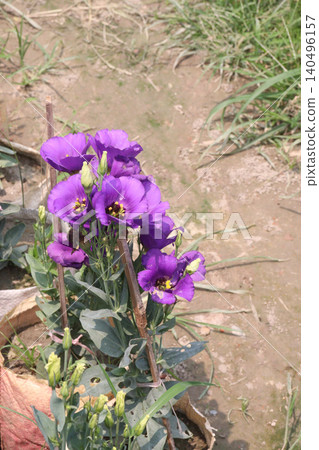 prairie gentian, Eustoma, commonly known as lisianthus flower plant prairie gentian, Eustoma, commonly known as lisianthus flower plant 140496157