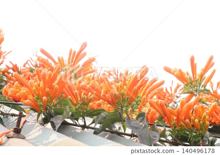 Pyrostegia venusta, flame vine or orange trumpet vine flower plant Pyrostegia venusta, flame vine or orange trumpet vine flower plant 140496178