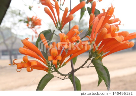 Pyrostegia venusta, flame vine or orange trumpet vine flower plant Pyrostegia venusta, flame vine or orange trumpet vine flower plant 140496181