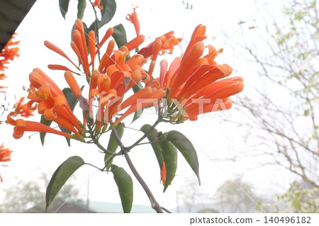 Pyrostegia venusta, flame vine or orange trumpet vine flower plant Pyrostegia venusta, flame vine or orange trumpet vine flower plant 140496182
