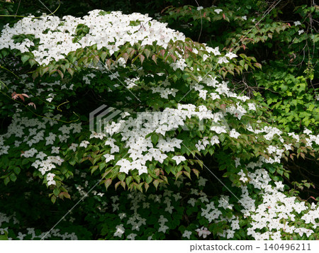 The flowers of the Japanese dogwood (Cornus kousa), a member of the dogwood family, bloom near water in mountainous areas. 140496211