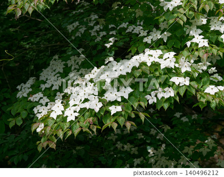 The flowers of the Japanese dogwood (Cornus kousa), a member of the dogwood family, bloom near water in mountainous areas. 140496212