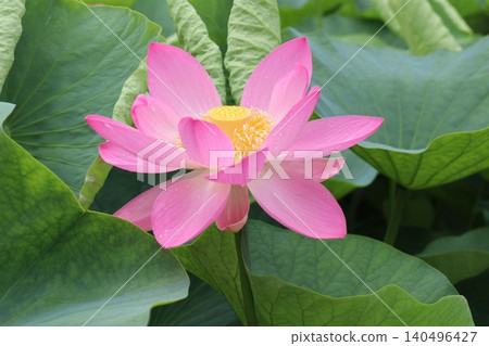 古蓮花(Oga蓮花) 古蓮花(Oga蓮花) 140496427