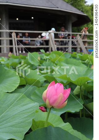 Ancient lotus (Oga lotus) and observation hut Ancient lotus (Oga lotus) and observation hut 140496430
