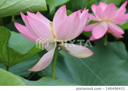 古蓮花(Oga lotus)2朵花 古蓮花(Oga lotus)2朵花 140496431