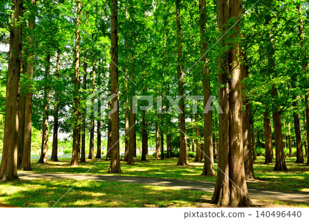 Mizumoto Park: A beautiful metasequoia forest with fresh greenery Mizumoto Park: A beautiful metasequoia forest with fresh greenery 140496440