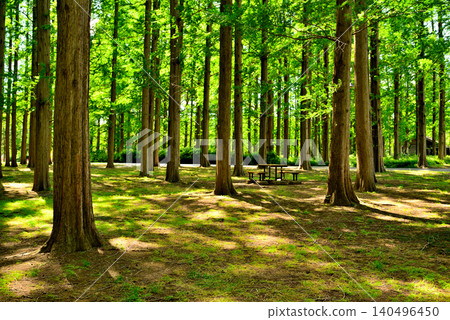 Mizumoto Park: A beautiful metasequoia forest with fresh greenery Mizumoto Park: A beautiful metasequoia forest with fresh greenery 140496450