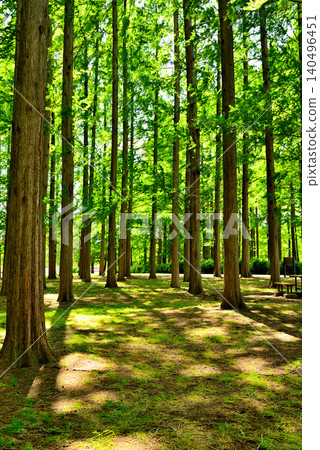 水元公園:美麗的水杉林,綠意盎然 水元公園:美麗的水杉林,綠意盎然 140496451