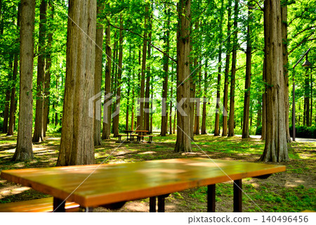 Mizumoto Park: A beautiful metasequoia forest with fresh greenery Mizumoto Park: A beautiful metasequoia forest with fresh greenery 140496456