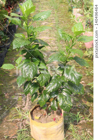 Shoeblackplant flower plant on nursery Shoeblackplant flower plant on nursery 140496464