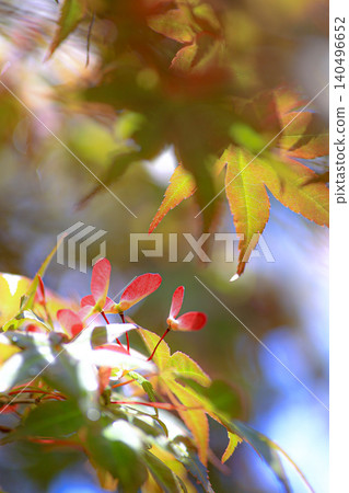 Maple seeds Maple seeds 140496652