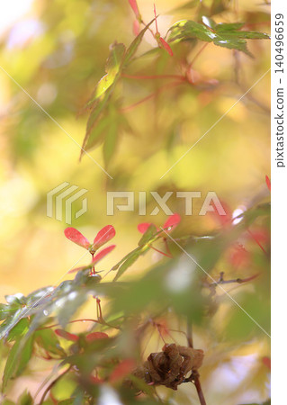 Maple seeds Maple seeds 140496659