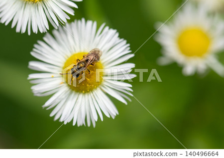 一隻蜜蜂正在從飛蓬花上採集花蜜。 140496664