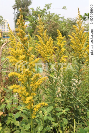 Solidago, goldenrod flowering plant on farm Solidago, goldenrod flowering plant on farm 140496666