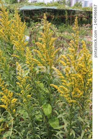 Solidago, goldenrod flowering plant on farm Solidago, goldenrod flowering plant on farm 140496667