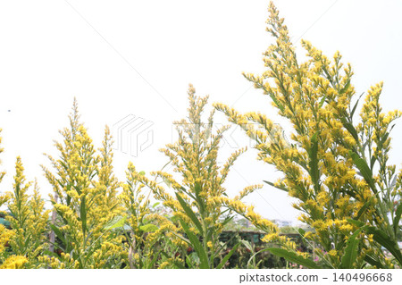 Solidago, goldenrod flowering plant on farm Solidago, goldenrod flowering plant on farm 140496668