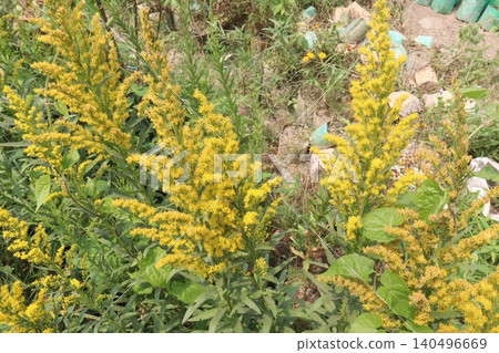 Solidago, goldenrod flowering plant on farm Solidago, goldenrod flowering plant on farm 140496669