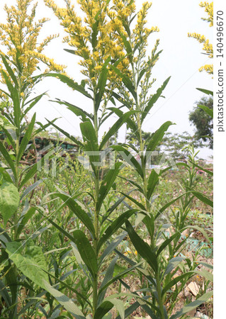Solidago, goldenrod flowering plant on farm Solidago, goldenrod flowering plant on farm 140496670