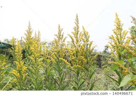 Solidago, goldenrod flowering plant on farm Solidago, goldenrod flowering plant on farm 140496671