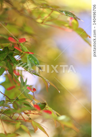 Maple seeds Maple seeds 140496706
