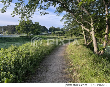 A walking path bathed in dappled sunlight amidst the fresh greenery. A walking path bathed in dappled sunlight amidst the fresh greenery. 140496862
